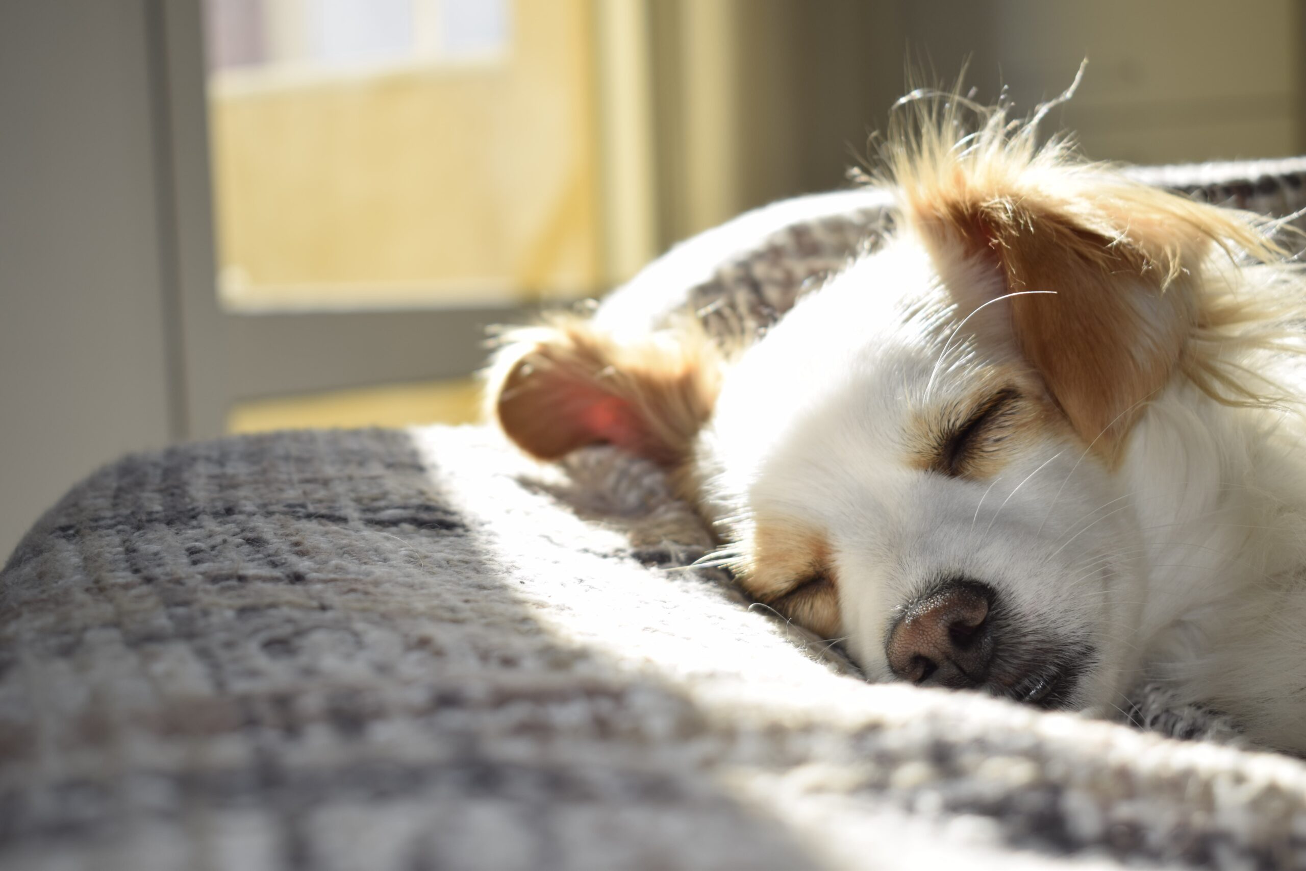 寝ている犬